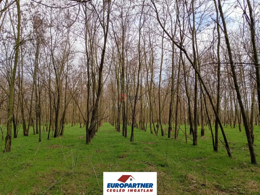 Pest megye - Csemő