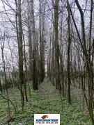 Pest megye - Csemő